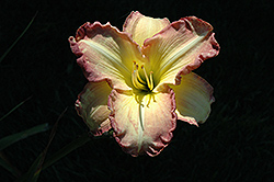 Swedish Girl Daylily (Hemerocallis 'Swedish Girl') at Lakeshore Garden Centres