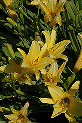 The Jury's Out Daylily (Hemerocallis 'The Jury's Out') at Lakeshore Garden Centres