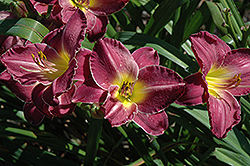 New Lavender Triumph Daylily (Hemerocallis 'New Lavender Triumph') at Lakeshore Garden Centres
