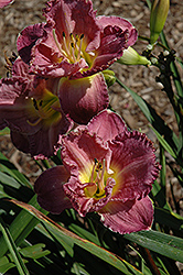 Magic Amethyst Daylily (Hemerocallis 'Magic Amethyst') at Lakeshore Garden Centres