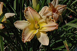 Pizza Crust Daylily (Hemerocallis 'Pizza Crust') at Lakeshore Garden Centres