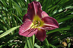 Garden Show Daylily (Hemerocallis 'Garden Show') at Lakeshore Garden Centres