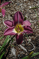 Majestic Hue Daylily (Hemerocallis 'Majestic Hue') at Lakeshore Garden Centres