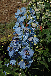 Moonlight Blues Larkspur (Delphinium 'Moonlight Blues') at Lakeshore Garden Centres