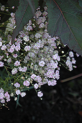 My Pink Baby's Breath (Gypsophila paniculata 'DANGYP39') at Lakeshore Garden Centres