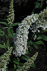 Monarch Princess Bride Butterfly Bush (Buddleia 'Princess Bride') at Lakeshore Garden Centres
