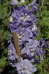 Lilac Ladies Larkspur (Delphinium 'Lilac Ladies') at Lakeshore Garden Centres