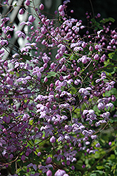 Twinkling Star Meadow Rue (Thalictrum actaeifolium 'Twinkling Star') at Lakeshore Garden Centres