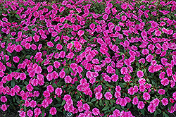 Bounce Pink Flame Impatiens (Impatiens 'Balboufink') at Lakeshore Garden Centres