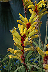 Pot-A-Roo Red Sunrise Kangaroo Paw (Anigozanthos 'Pot-A-Roo Red Sunrise') at Lakeshore Garden Centres