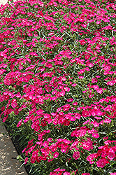 Bouquet Rose Pinks (Dianthus 'Bouquet Rose') at Lakeshore Garden Centres