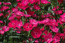 Bouquet Rose Pinks (Dianthus 'Bouquet Rose') at Lakeshore Garden Centres