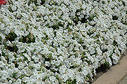 Pretty Flora White Petunia (Petunia 'Pretty Flora White') at Lakeshore Garden Centres