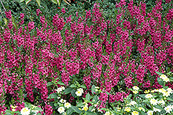 Archangel Dark Rose Angelonia (Angelonia angustifolia 'Balarcrose') at Lakeshore Garden Centres