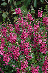 Archangel Dark Rose Angelonia (Angelonia angustifolia 'Balarcrose') at Lakeshore Garden Centres
