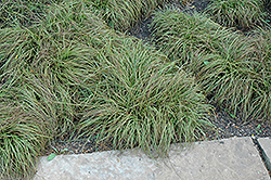 Beatlemania Spring Sedge (Carex caryophyllea 'Beatlemania') at Lakeshore Garden Centres