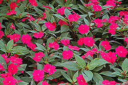 Bounce Cherry Impatiens (Impatiens 'Balboucher') at Lakeshore Garden Centres