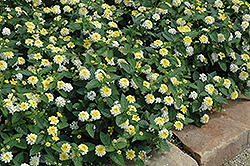 Lucky Lemon Glow Lantana (Lantana camara 'Lucky Lemon Glow') at Lakeshore Garden Centres