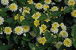 Lucky Lemon Glow Lantana (Lantana camara 'Lucky Lemon Glow') at Lakeshore Garden Centres