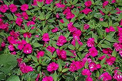 Big Bounce Violet Impatiens (Impatiens 'Balbigvio') at Lakeshore Garden Centres