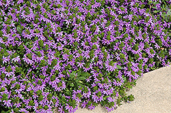 Brilliant Fan Flower (Scaevola aemula 'Brilliant') at Lakeshore Garden Centres