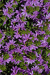 Brilliant Fan Flower (Scaevola aemula 'Brilliant') at Lakeshore Garden Centres