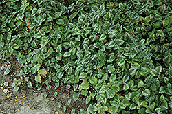 Jade Frost Archangel (Lamiastrum galeobdolon 'Jade Frost') at Lakeshore Garden Centres