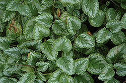 Jade Frost Archangel (Lamiastrum galeobdolon 'Jade Frost') at Lakeshore Garden Centres