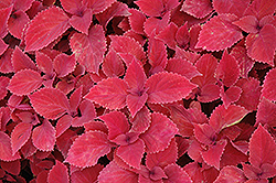Redhead Coleus (Solenostemon scutellarioides 'Redhead') at Lakeshore Garden Centres