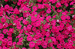 Tidal Wave Hot Pink Petunia (Petunia 'Tidal Wave Hot Pink') at Lakeshore Garden Centres