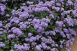 High Tide Blue Flossflower (Ageratum 'PAS347557') at Lakeshore Garden Centres