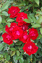 Kolorscape Kardinal Rose (Rosa 'KORsixkono') at Lakeshore Garden Centres