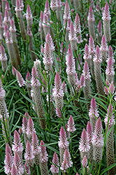 Flamingo Feather Celosia (Celosia spicata 'Flamingo Feather') at Lakeshore Garden Centres