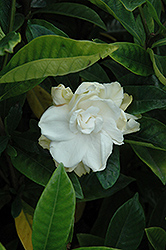 Coconut Magic Gardenia (Gardenia jasminoides 'Xtra Large Cream') at Lakeshore Garden Centres