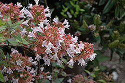 Raspberry Profusion Abelia (Abelia x grandiflora 'Raspberry Profusion') at Lakeshore Garden Centres