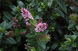 Sunset Boulevard Hebe (Hebe 'Sunset Boulevard') at Lakeshore Garden Centres