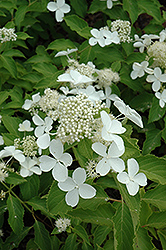 Honeycomb Hydrangea (Hydrangea paniculata 'Levana') at Lakeshore Garden Centres