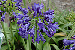 Blue Bayou Agapanthus (Agapanthus 'Blue Bayou') at Lakeshore Garden Centres