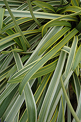 Gold Strike Agapanthus (Agapanthus 'Gold Strike') at Lakeshore Garden Centres