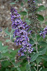 True Blue Butterfly Bush (Buddleia 'True Blue') at Lakeshore Garden Centres
