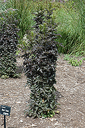 Black Tower Elder (Sambucus nigra 'Eiffel01') at The Mustard Seed