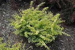 Golden Dream Japanese Barberry (Berberis thunbergii 'Golden Dream') at Lakeshore Garden Centres