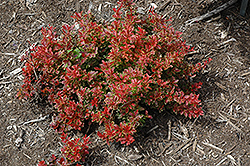 Lutin Rouge Japanese Barberry (Berberis thunbergii 'Lutin Rouge') at Lakeshore Garden Centres