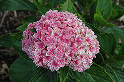 Freedom Hydrangea (Hydrangea macrophylla 'Freedom') at Lakeshore Garden Centres