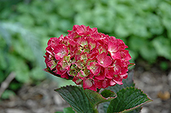 Magical Sunfields Hydrangea (Hydrangea macrophylla 'Kolmagics') at Lakeshore Garden Centres