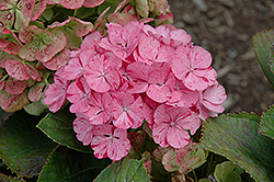 Sweet Fantasy Hydrangea (Hydrangea macrophylla 'Sweet Fantasy') at Lakeshore Garden Centres