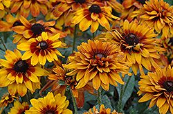 Cherokee Sunset Coneflower (Rudbeckia hirta 'Cherokee Sunset') at Lakeshore Garden Centres