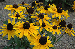 Corona Coneflower (Rudbeckia hirta 'Corona') at Lakeshore Garden Centres