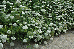 Green Mist Queen Anne's Lace (Ammi visnaga 'Green Mist') at Lakeshore Garden Centres