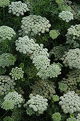 Green Mist Queen Anne's Lace (Ammi visnaga 'Green Mist') at Lakeshore Garden Centres